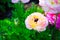 Beautiful lovely mixed color white and pink Ranunculus or Buttercup flowers isolated on black background.