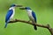 Beautiful lovely pair of bright blue and white birds with large