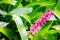 Beautiful lovely pink Aechmea gamosepala flowers at a botanical garden.