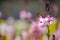 Beautiful lovely pink gaura flower or butterfly bush in a spring season at a botanical garden.