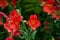 The Beautiful lovely red of Alstroemeria of Lily of the Incas in close up for background at a botanical garden.