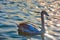 beautiful lovely swan on a blue lake