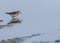 Beautiful lovely Temminck's Stint bird on the surface of a shallow water foraging some food