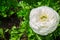 Beautiful lovely white Ranunculus or Buttercup flowers at Centennial Park, Sydney, Australia.