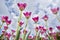 Beautiful low angle shot of a colorful field of tulip flowers in the netherlands