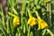 Beautiful low ground view of young spring opening yellow daffodils Narcissus, Dublin, Ireland