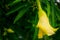 Beautiful Lucky nut yellow flower with  water after rain