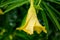 Beautiful Lucky nut yellow flower with  water after rain