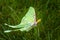 Beautiful luna moth clings to blades of grass