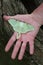 Beautiful luna moth in man`s hand.