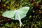 Beautiful Luna Moth sitting in moss.