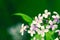 Beautiful lunaria rediviva, perennial honesty, spring flower