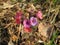 Beautiful Lungwort in the spring forest