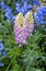 Beautiful lupin flower hidden amongst bluebells