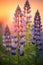 Beautiful_lupine_flower_on_a_golden_background_morning_1690445518231_5