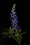 Beautiful lupine flowers