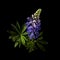 Beautiful lupine flowers