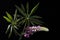 Beautiful lupine flowers