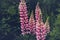 Beautiful lupine flowers at dusk. Moody bold colors. Summer Blurred background. Beautiful nature scene