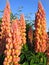 Beautiful lupines, close-up