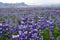 Beautiful lupines in summer,Iceland.