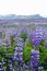 Beautiful lupines in summer,Iceland.