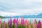 Beautiful Lupins flower around Lake Tekapo area, New Zealand