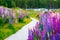 Beautiful Lupins flower around Lake Tekapo area, New Zealand