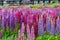 Beautiful Lupins flower around Lake Tekapo area, New Zealand