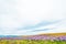 Beautiful Lupins flower around Lake Tekapo area, New Zealand