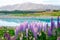 Beautiful Lupins flower around Lake Tekapo church of the good shepherd area, New Zealand