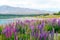 Beautiful Lupins flower around Lake Tekapo church of the good shepherd area, New Zealand