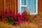 Beautiful Lupins flower garden next to house windows