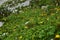 Beautiful lush alpine wild garden with yellow ox-eye (Buphthalmum salicifolium)