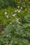 Beautiful lush Bush  Hybrid Japanese Anemone