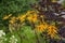 Beautiful lush Bush rudbeckia