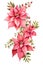 Beautiful lush Christmas pink poinsettia garland on white background, detailed watercolor illustration