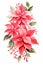 Beautiful lush Christmas pink poinsettia garland on white background, detailed watercolor illustration