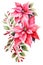 Beautiful lush Christmas pink poinsettia garland on white background, detailed watercolor illustration