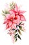 Beautiful lush Christmas pink poinsettia garland on white background, detailed watercolor illustration