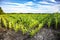 Beautiful and lush corn grows in the field