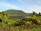 Beautiful lush green flora landscape in New Zealand