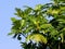 beautiful lush green leaves of breadfruit tree, caribbean tree producing fruits