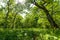 Beautiful lush and green wooded meadow during summer in Estonian countryside, Northern Europe.