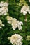 Beautiful lush hydrangea flowers in the garden. the flowering plant is white color. close-up, soft focus