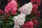 Beautiful lush hydrangea flowers in the garden. the flowering plant is white to dark pink in color. close-up, soft focus