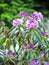 Beautiful and lush inflorescences of purple flowers with green long leaves