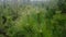 Beautiful, lush pine branches with long needles selective focus