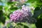 Beautiful lush pink and purple bunches of lilac