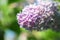 Beautiful lush pink and purple bunches of lilac